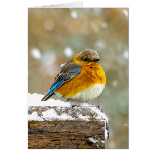 Cartão Bluebird oriental na neve - Foto original