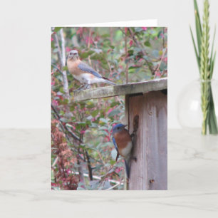 Cartão Bluebird oriental primavera