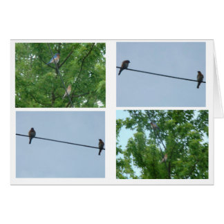 Cartão Bluebird Pair, Colagem