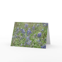 Bluebonnets de Texas