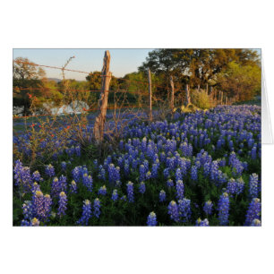 Cartão Bluebonnets e cerca do arame farpado