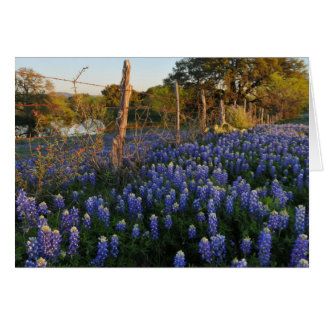 Cartão Bluebonnets e cerca do arame farpado