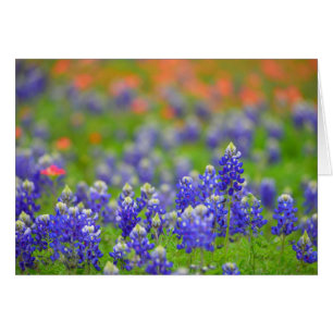 Cartão Bluebonnets macios do foco