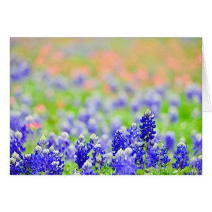 Cartão Bluebonnets na noite