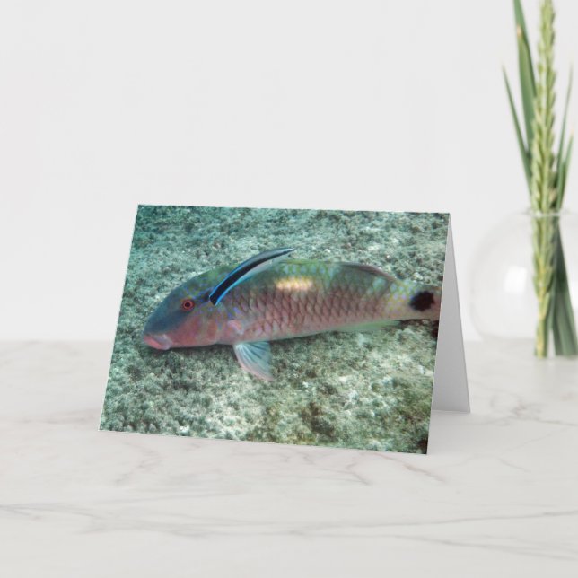Cartão Bluestreak Cleaner Wrasse (Labroides dimidiatus) (Frente)