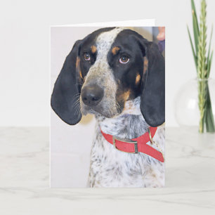 Cartão Bluetick Coonhound Photo