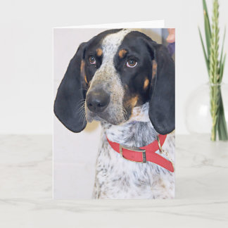 Cartão Bluetick Coonhound Photo