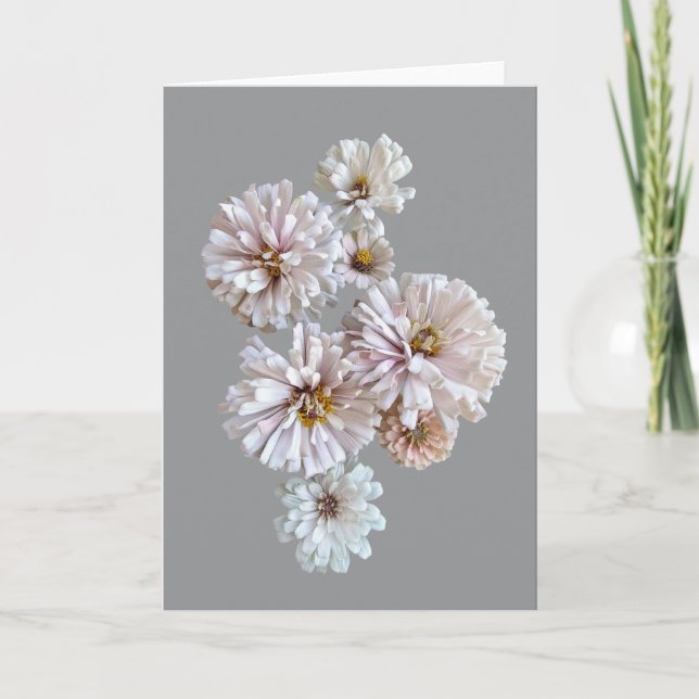 Cartão Blush Zinnia Folded Greeting Card (Frente)