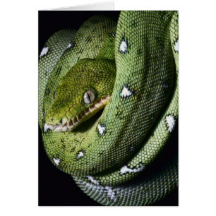 Cartão Boa cobra de árvore verde na Bolívia