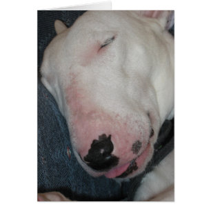 Cartão Boa Noite, Dorme Apertada, Cachorro Bobo