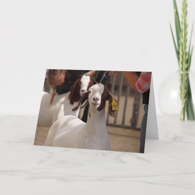 Cartão Boar Goat Show (Frente)