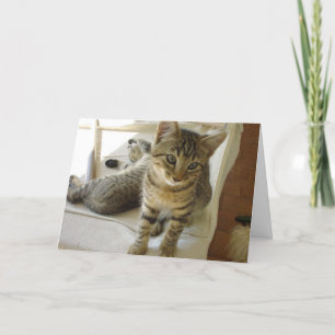 Cartão Bob Cat Birthday Card