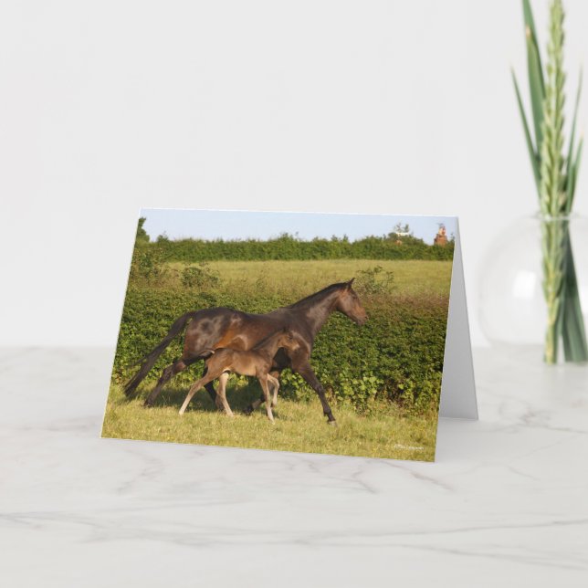 Cartão Bob Langrish | Ama de Warmblood e Caminho das Pés (Frente)