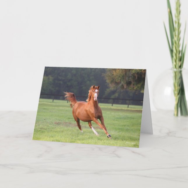 Cartão Bob Langrish | Aproximação de Oldenburg Chestnut (Frente)