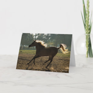 Cartão Bob Langrish   Arábica Com Luz Traseira