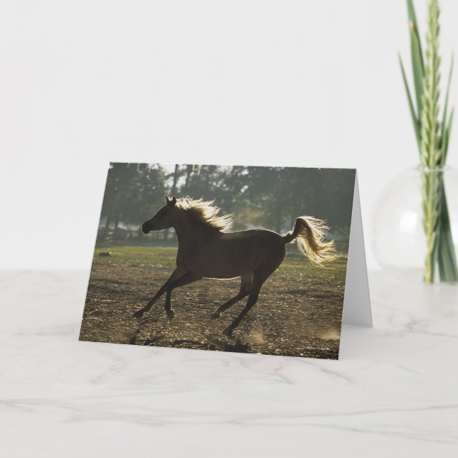 Cartão Bob Langrish | Arábica Com Luz Traseira (Frente)