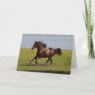 Cartão Bob Langrish   Baía Lusitano Mare Perto Do Lago