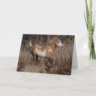 Cartão Bob Langrish   Bashkir Curly Stallion Running