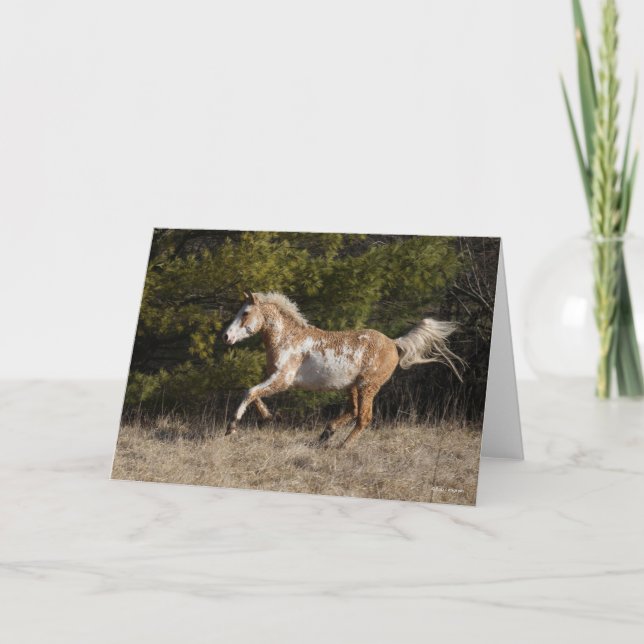 Cartão Bob Langrish | Bashkir Curly Stallion Running (Frente)