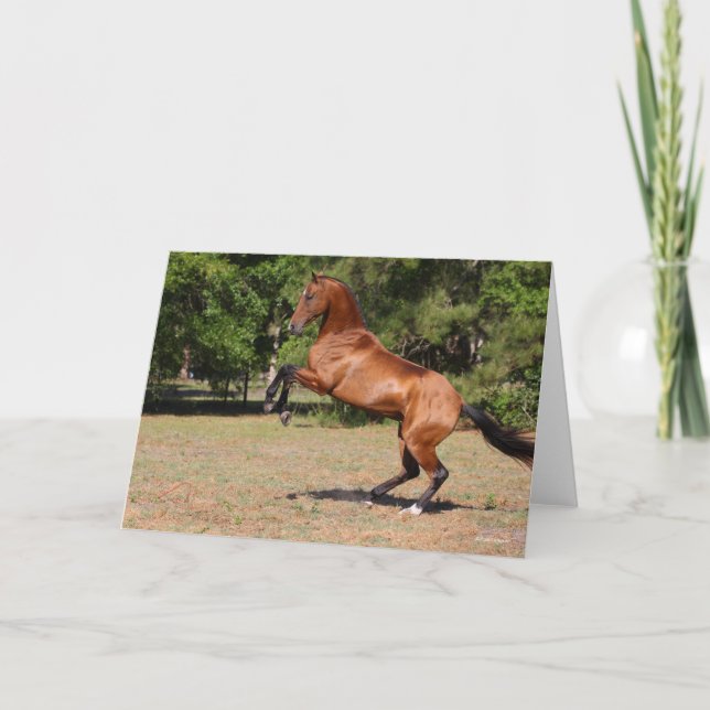 Cartão Bob Langrish | Bay Akhal Teke Stallion Rearing (Frente)