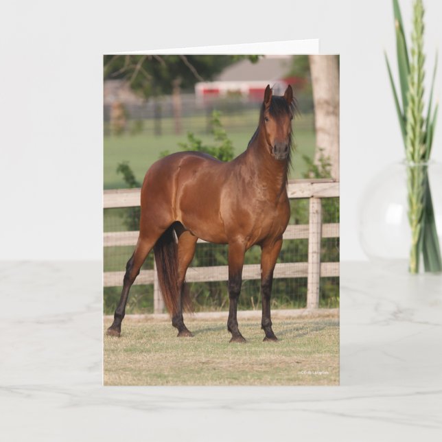 Cartão Bob Langrish | Bay Andalucian (Frente)