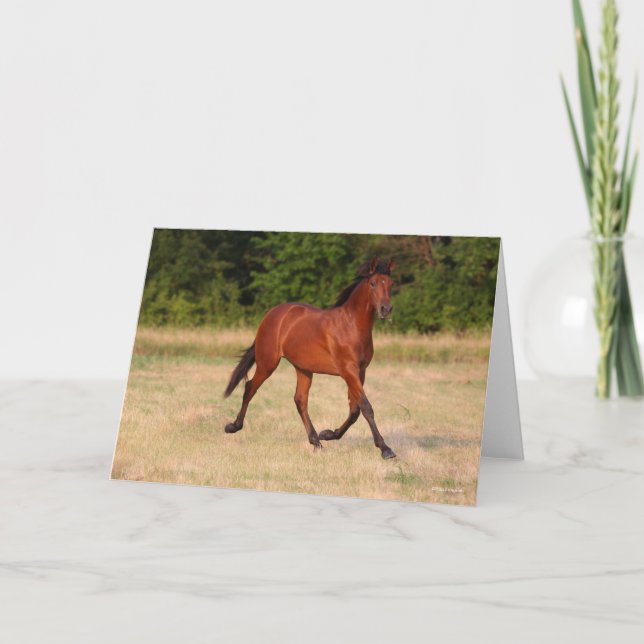 Cartão Bob Langrish | Bay Andalucian Colt No Campo (Frente)