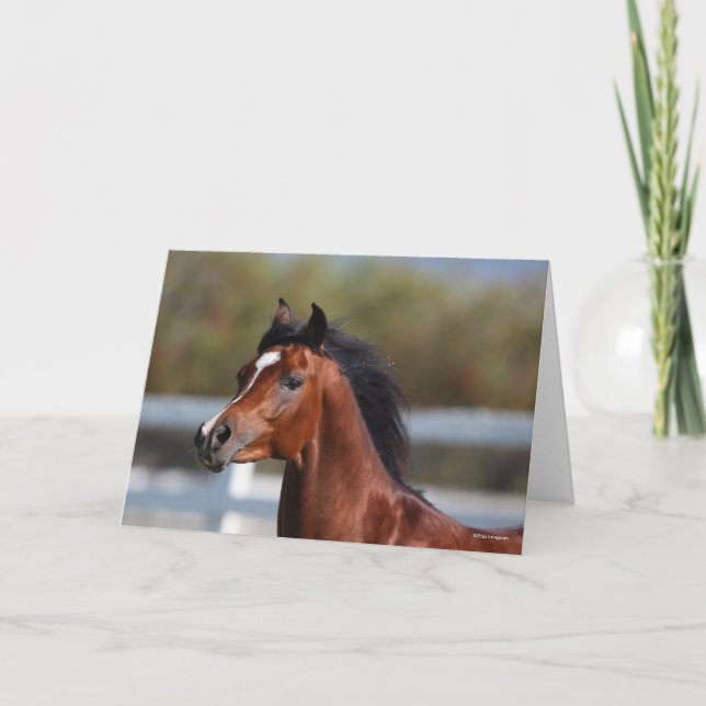 Cartão Bob Langrish | Bay Arab Colt Headshot (Frente)