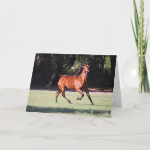 Cartão Bob Langrish   Bay Tennessee Walker Running