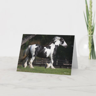 Cartão Bob Langrish Black and White Gypsy Vanner Walking
