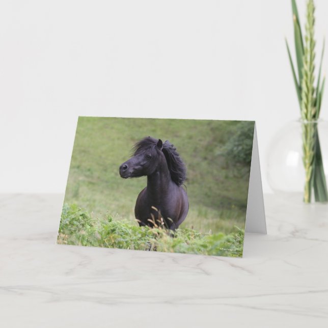 Cartão Bob Langrish Black Shetland Pony Stallion Headshot (Frente)