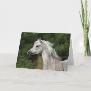 Cartão Bob Langrish   Cabeça Árabe Cinza