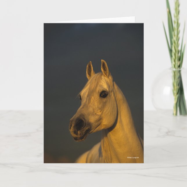 Cartão Bob Langrish | Cabeça Árabe Da Cinza Ao Sol (Frente)