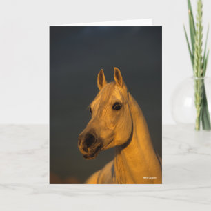 Cartão Bob Langrish   Cabeça Árabe Da Cinza Ao Sol