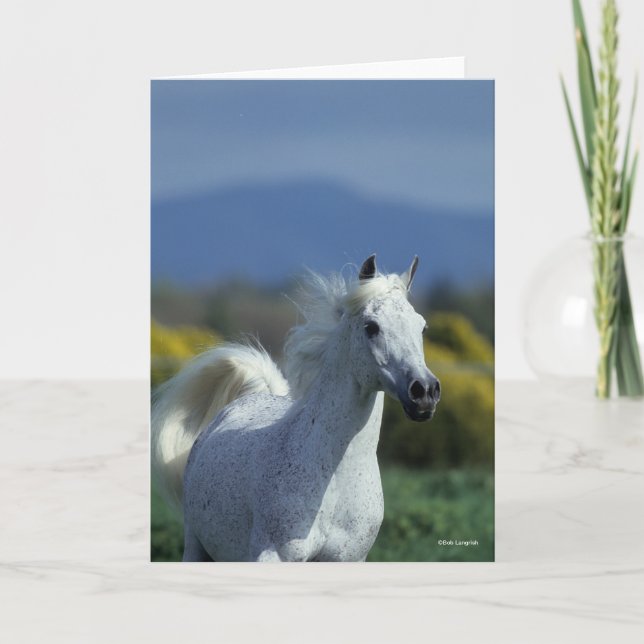 Cartão Bob Langrish | Cabeça Árabe de Cinzas (Frente)