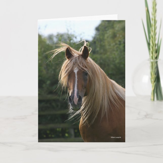 Cartão Bob Langrish | Cabeça de Estalão Árabe (Frente)