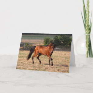 Cartão Bob Langrish Caminhada Árabe da Baía