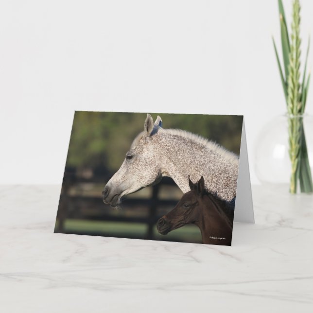 Cartão Bob Langrish | Captura de cabeça de árabe Mare e F (Frente)