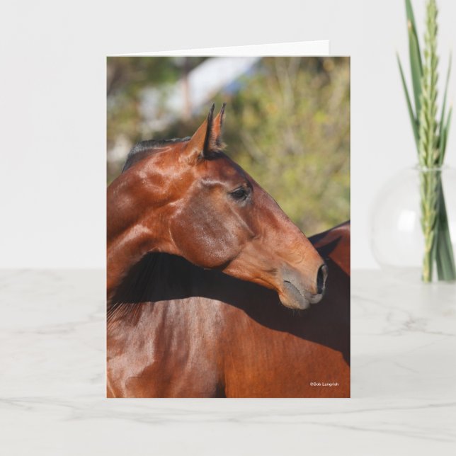 Cartão Bob Langrish | Captura de cabeça de Bay Andalucian (Frente)