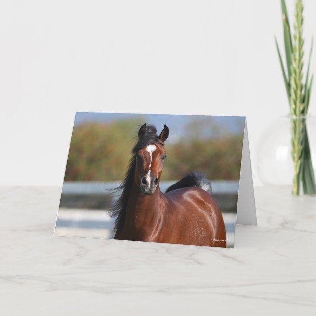 Cartão Bob Langrish | Captura de Cabeça de Bay Arab Colt (Frente)