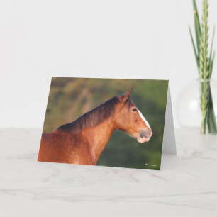 Cartão Bob Langrish   Captura de cabeça de Bay Clydesdale