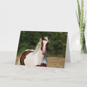 Cartão Bob Langrish   Captura de cabeça de Pinto Haflinge