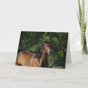 Cartão Bob Langrish   Captura de cabeça do quarto cavalo 