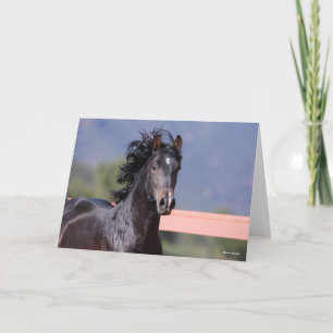 Cartão Bob Langrish   Captura de cabeça na Andaluzia