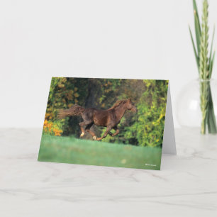 Cartão Bob Langrish   Cavalo Castanho-Montanha-Rochosas C