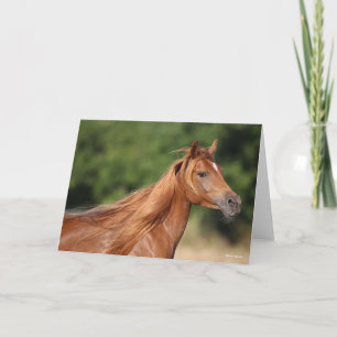 Cartão Bob Langrish   Chestnut Arab Headshot Mane Flowe