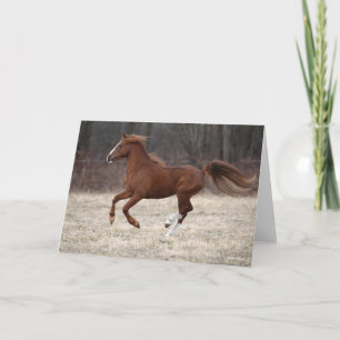 Cartão Bob Langrish   Chestnut Hackney Pony Running