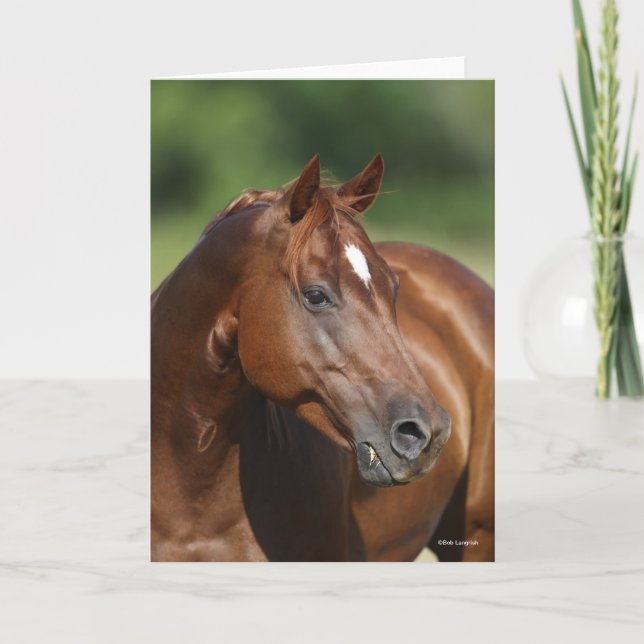 Cartão Bob Langrish Chestnut Quarter Horse Mare Headshot (Frente)