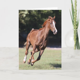 Cartão Bob Langrish   Chestnut Tennessee Walker Runker