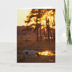 Cartão Bob Langrish Chincoteague Horse Grazing No Sunset