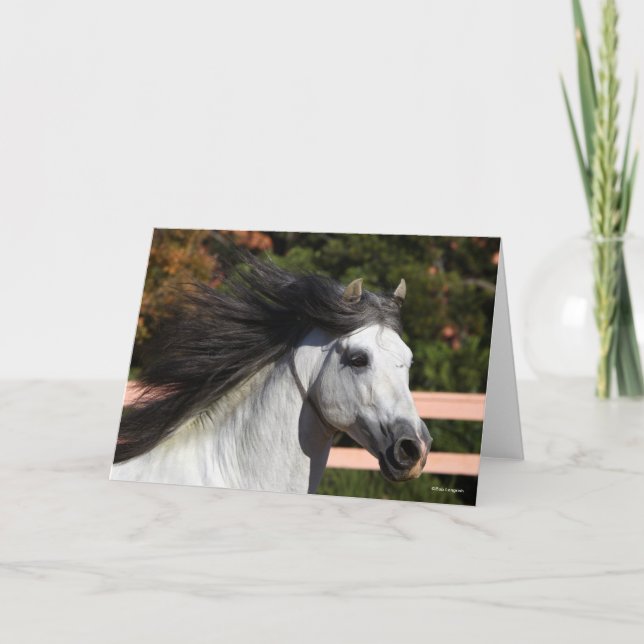 Cartão Bob Langrish | Cinza Andalucian Stallion Captura d (Frente)